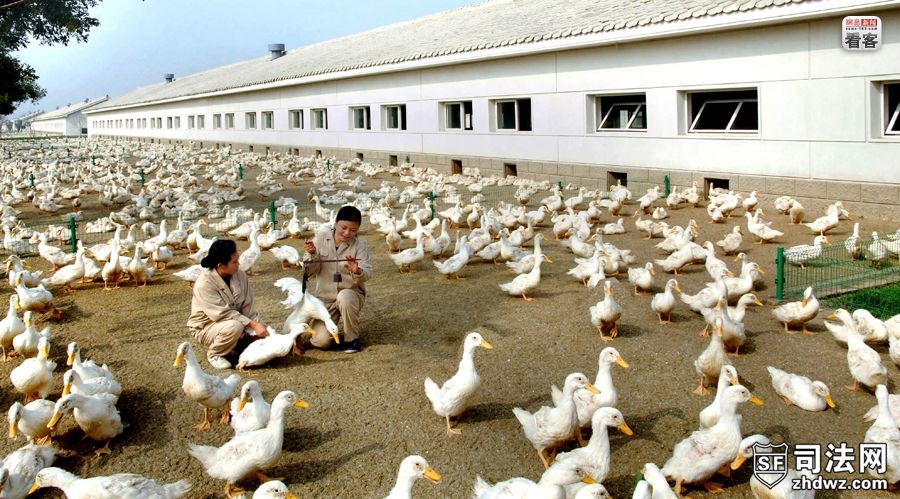 2011年3月，朝鲜平壤南郊大同江畔一处养鸭场，养殖人员在为鸭子称重.jpg