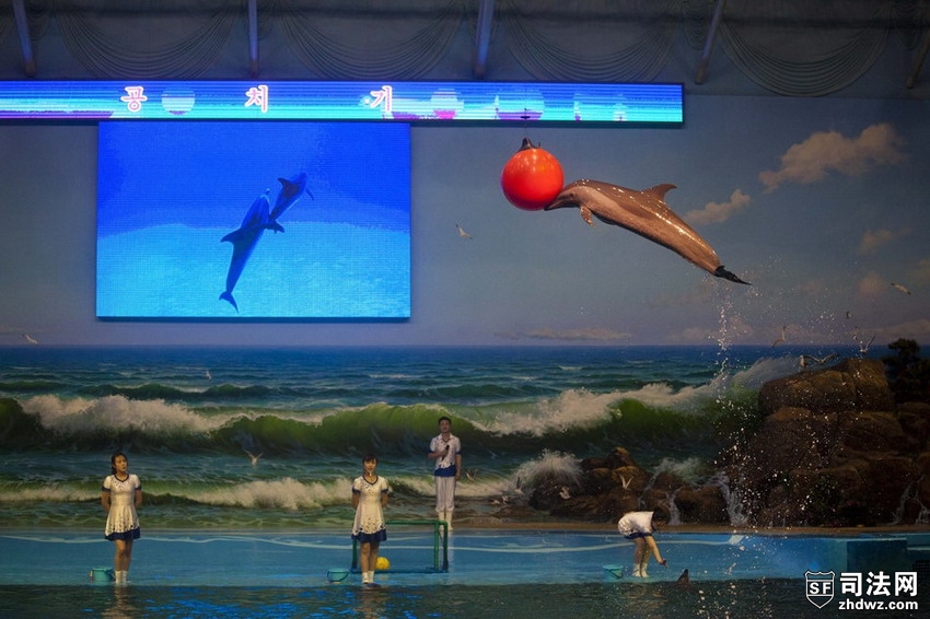当地时间2012年9月8日，朝鲜平壤，游乐场里的海豚表演.jpg