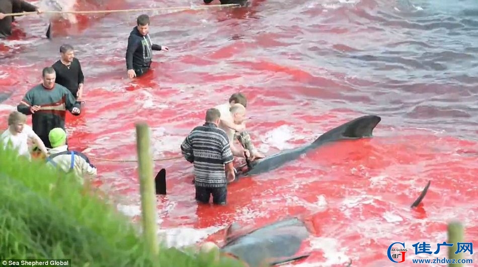 丹麦的海外自治领地法罗群岛捕鲸活动正在进行中-2.jpg
