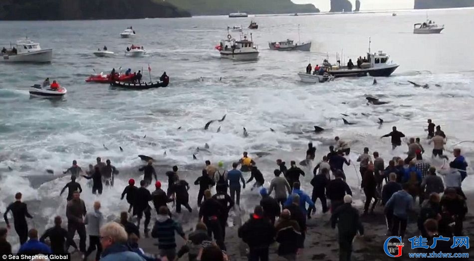 丹麦的海外自治领地法罗群岛捕鲸活动正在进行中-3.jpg