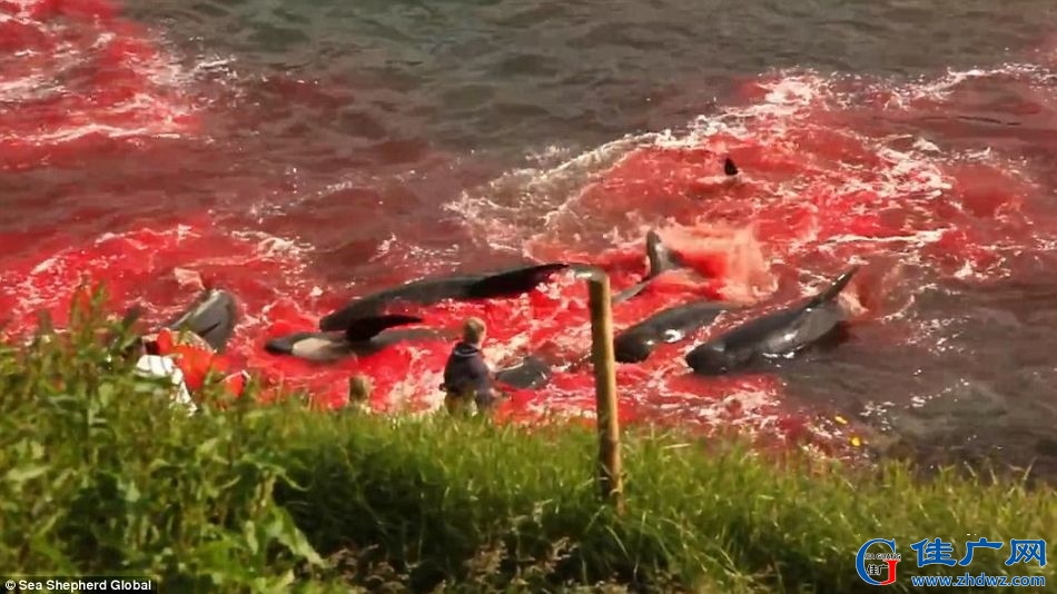 丹麦的海外自治领地法罗群岛捕鲸活动正在进行中-4.jpg