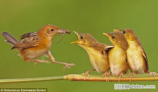 左边的小家伙推开自己的兄弟想要独享美食.jpg