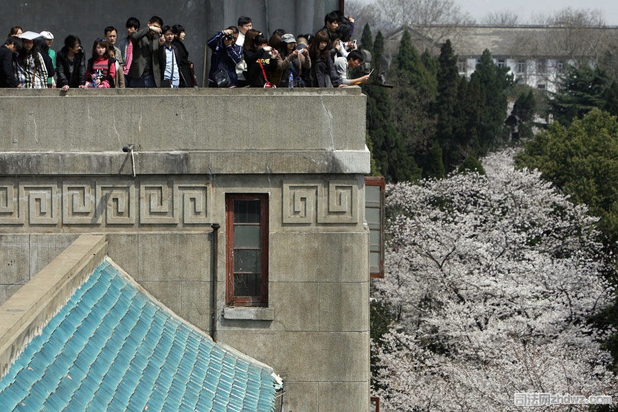 3、3月26日，武汉大学，游客在高处赏樱花.jpg