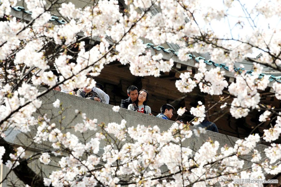 4、3月26日，武汉大学，游客在高处赏樱花.jpg