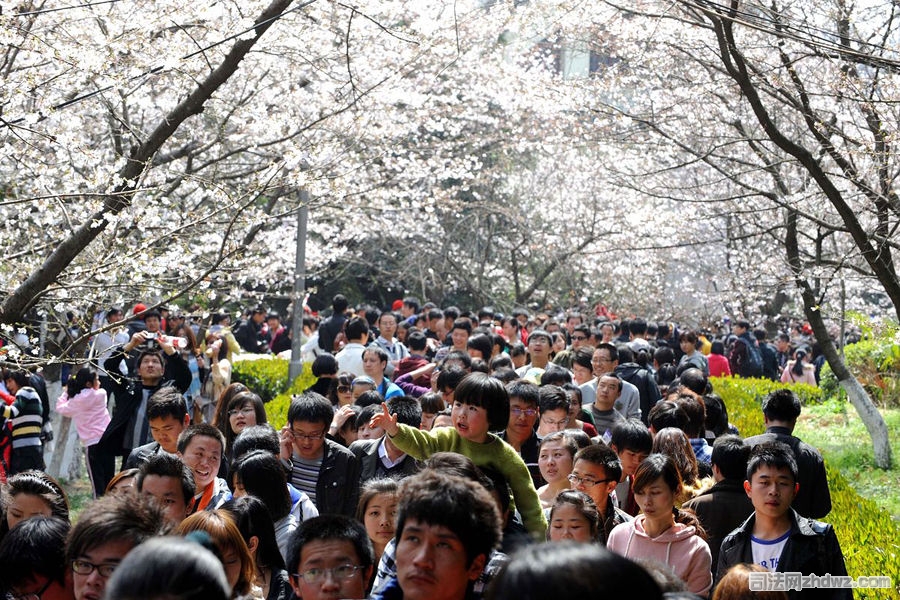 5、3月26日，武汉大学樱花大道上人山人海，来自全国各地的赏樱团来到武大.jpg