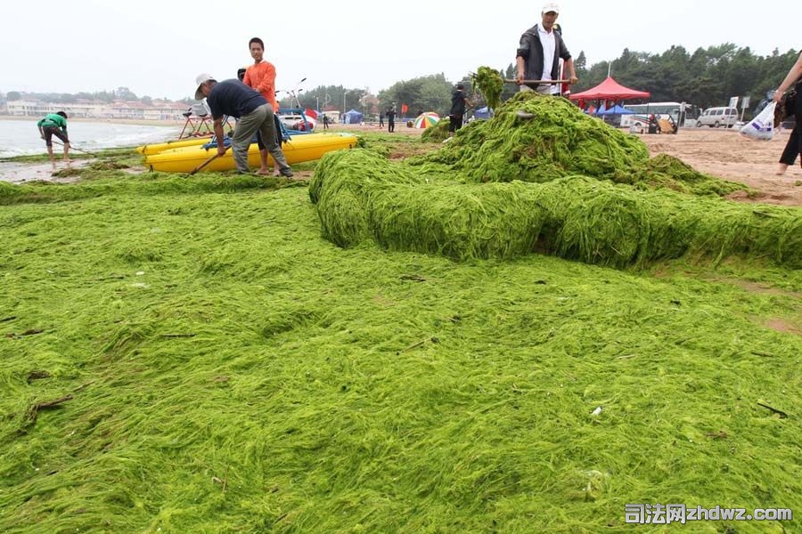 1、7月6日，青岛第三海水浴场的沙滩上堆满浒苔。受到南风东南风的影响，未来两天，浒苔.jpg