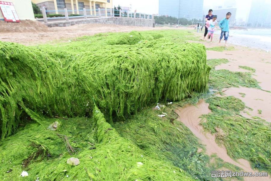 3、青岛第三海水浴场沙滩上堆起的浒苔.jpg