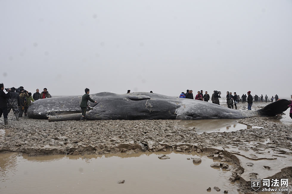 3月17日，边防官兵在给一头搁浅的抹香鲸扑水保湿.jpg