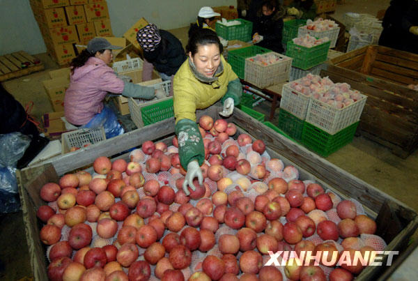 3月25日，在延安果业集团公司苹果冷库，工人正在分拣苹果.jpg